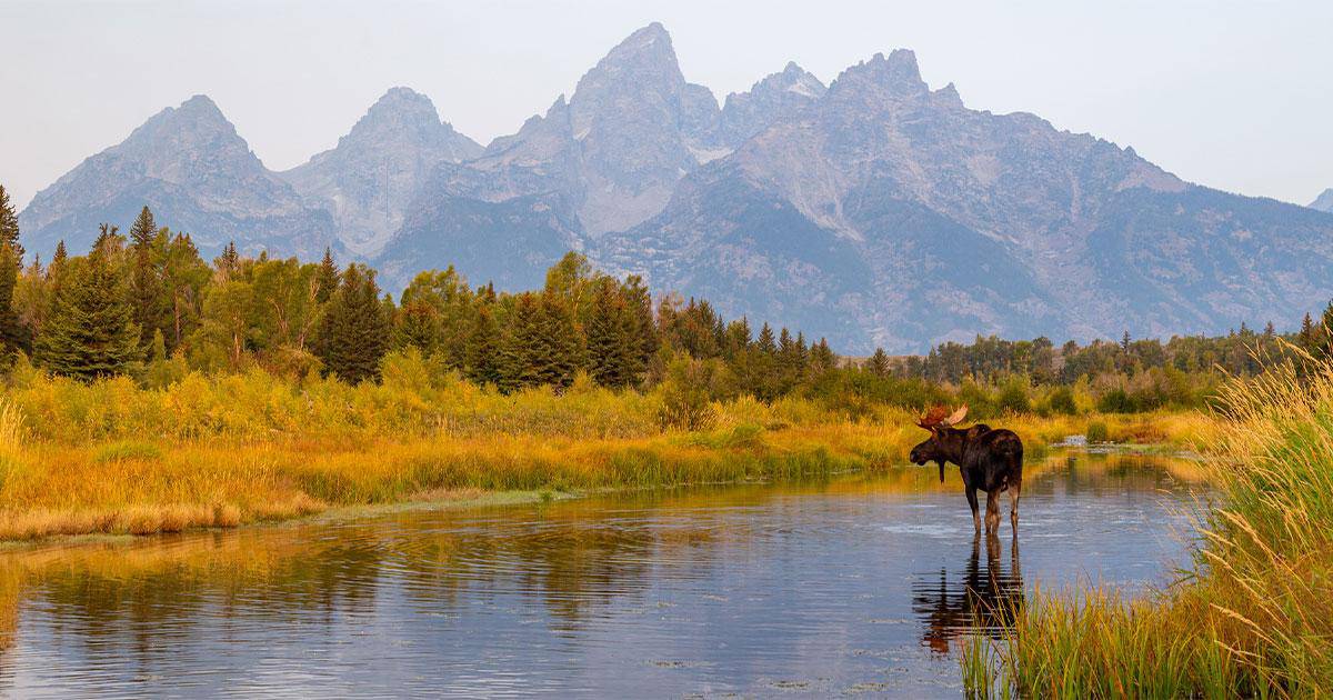 Role of conservation in hunting