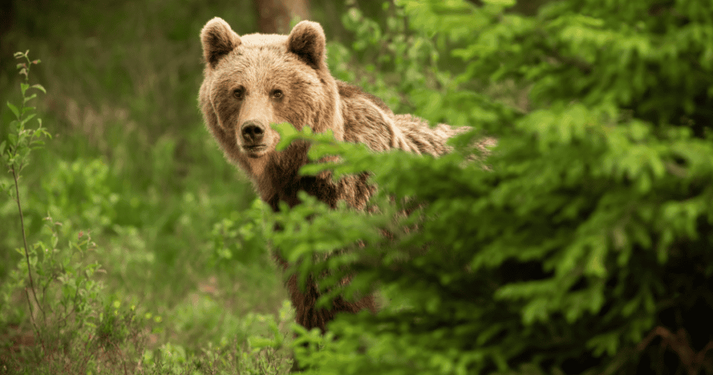 A brown bear peaking out from behind a tree.