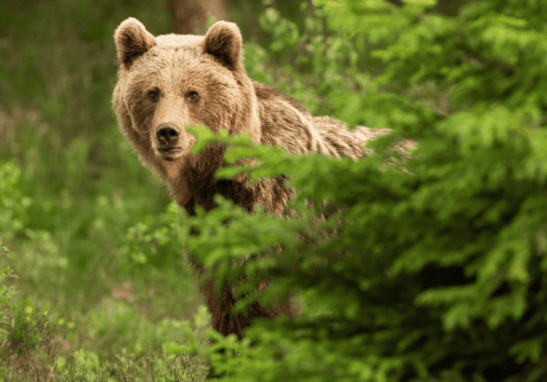 A brown bear peaking out from behind a tree.